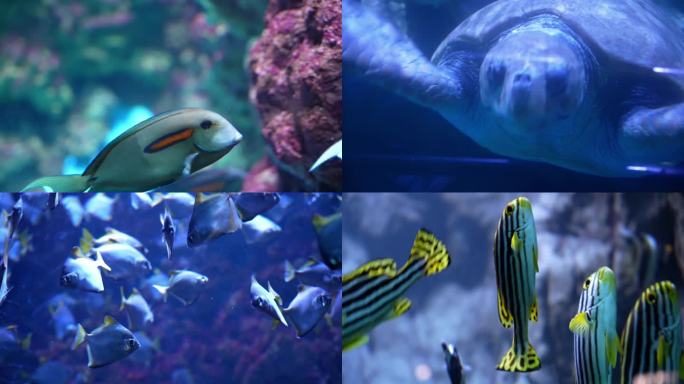海洋馆海龟水母魔鬼鱼各种海洋生物4k