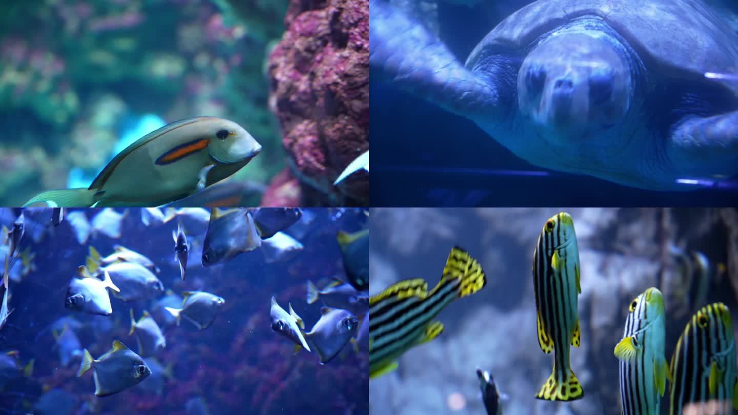 海洋馆海龟水母魔鬼鱼各种海洋生物4k