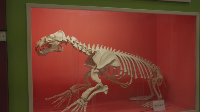 海豹海狮骨骼标本