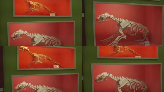 海豹海狮骨骼标本