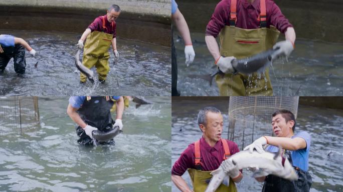 【升格】渔业丰收村民捕鱼冷水鱼中华鲟