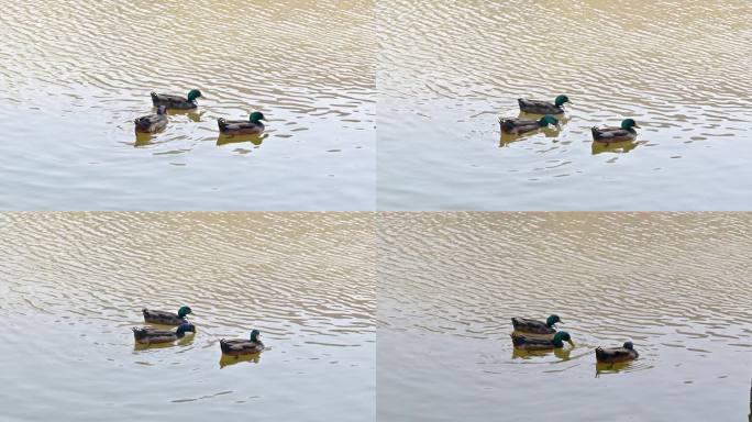 实拍4K湖中嬉戏觅食的野鸭