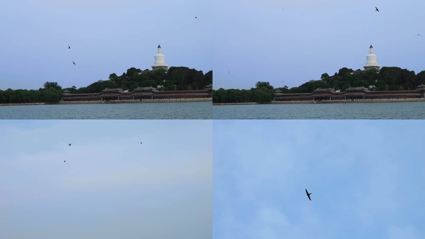 北京北海雨燕