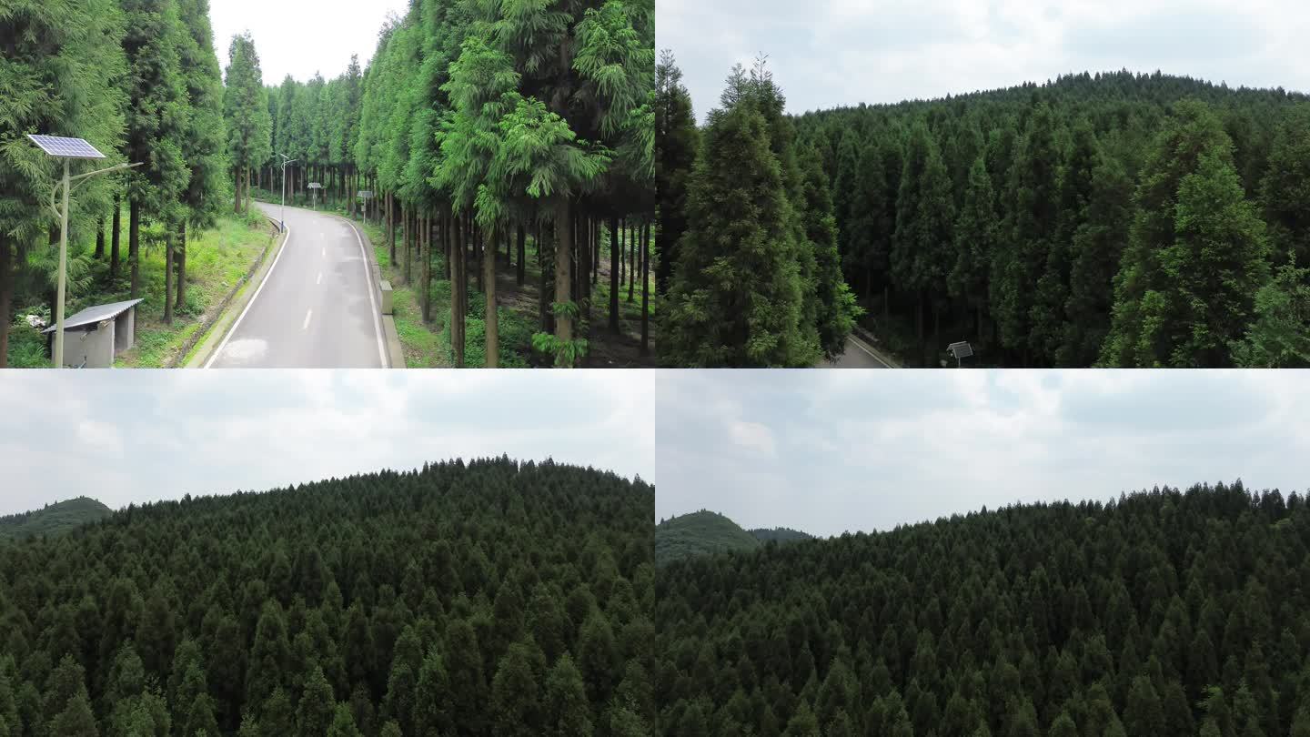 4K航拍人工种植林