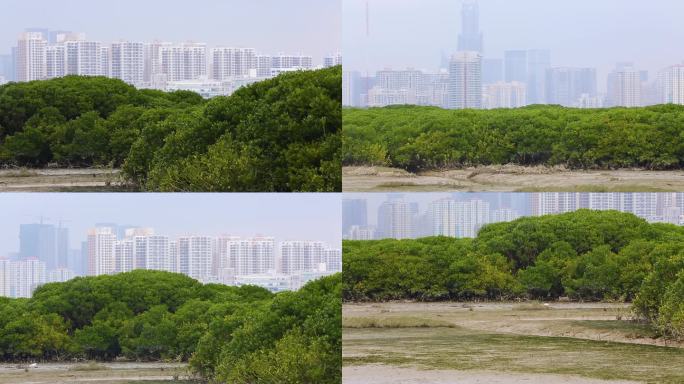 l1香港湿地公园树木景色