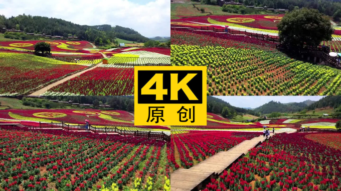 4K 田园花海花卉种植旅游观光20