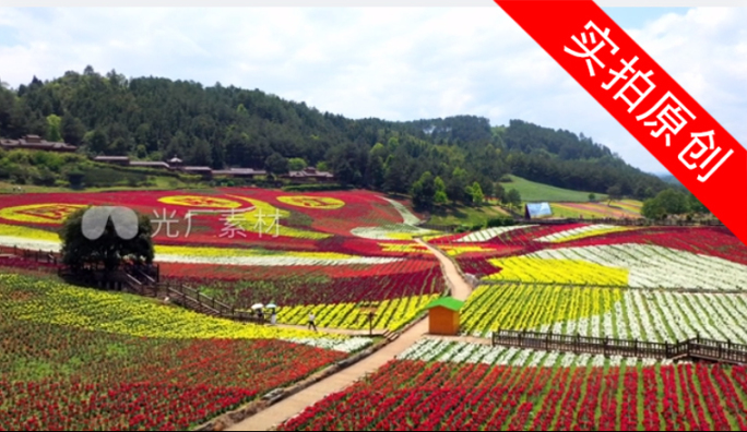 4K 田园花海花卉种植旅游观光20