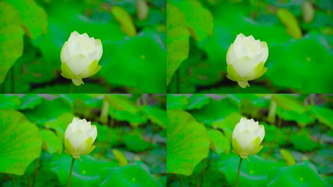 唯美画面鲜花荷花白莲花花蕾