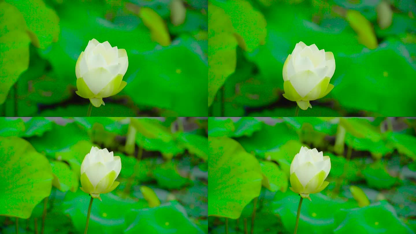 唯美画面鲜花荷花白莲花花蕾