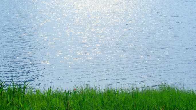 阳光湖面 湖水光斑波光粼粼 湖边水草青草
