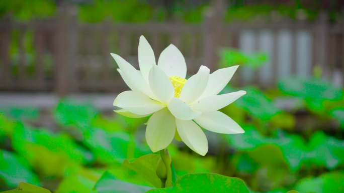 唯美画面鲜花荷花白莲花-盛开的莲花