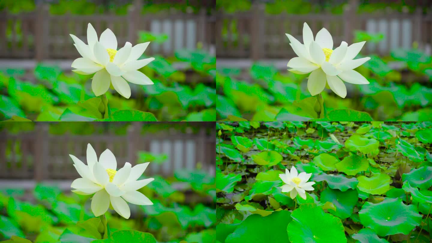 唯美画面鲜花荷花白莲花-盛开的莲花