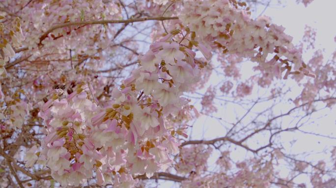 泡桐花