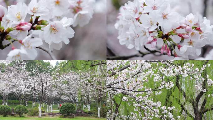 樱花