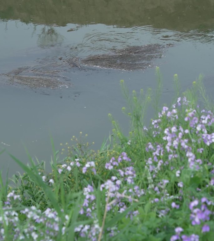 小河流水 紫色花 河边小花  流水 水草