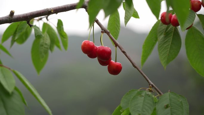 空境 樱桃