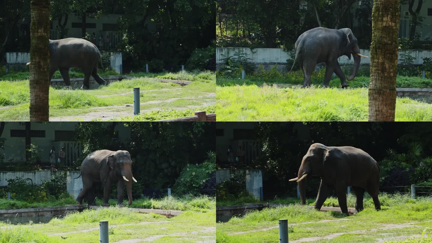 大象动物视频素材