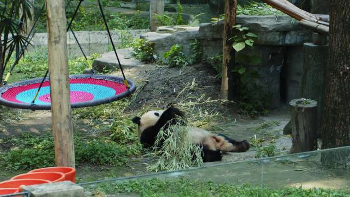 玩耍的熊猫