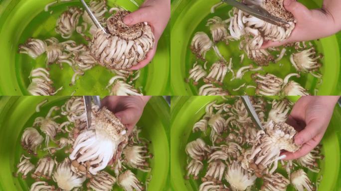 蟹味菇海鲜菇去根 (4)