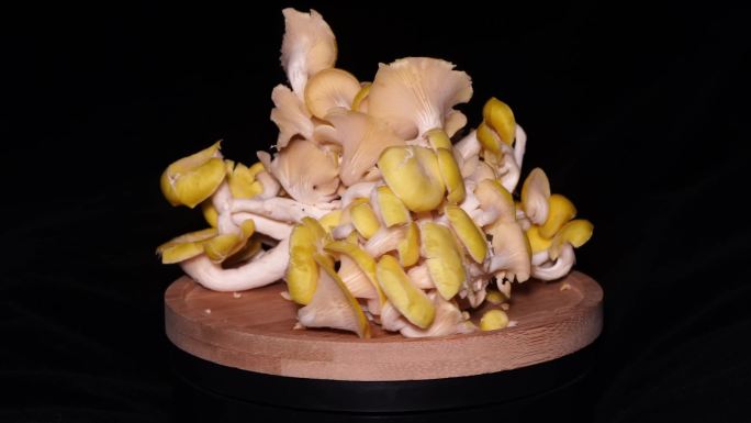 杏菌蘑菇食用菌鸡蛋黄菌. (4)
