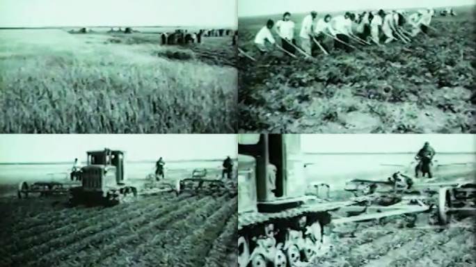 50年代60年代农业生产农田农作物
