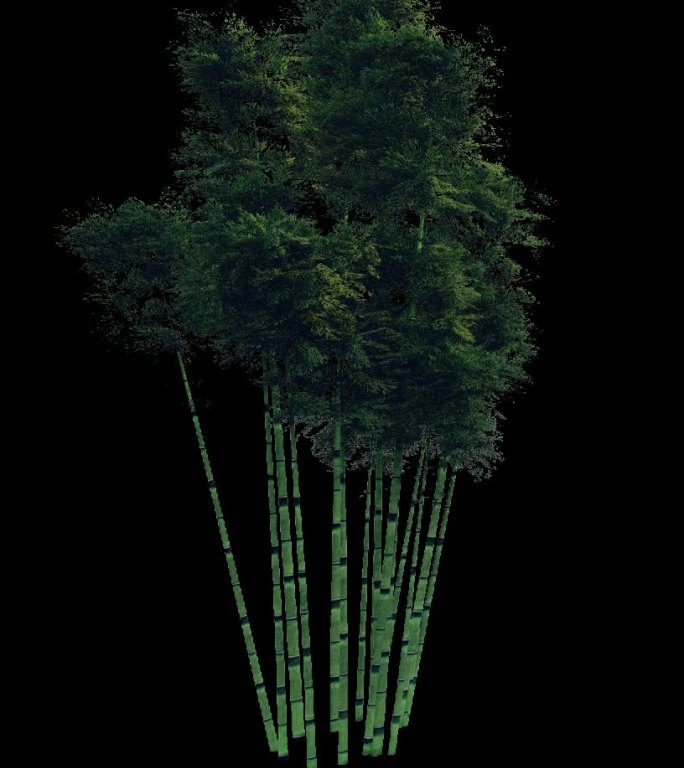 竹子 竹林 通道 场景 植物