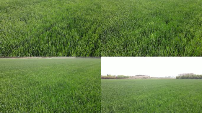 俯瞰前飞绿油油麦田摇看庄稼地