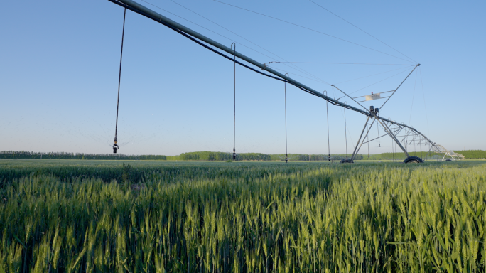 小麦灌溉 现代化农田 农业