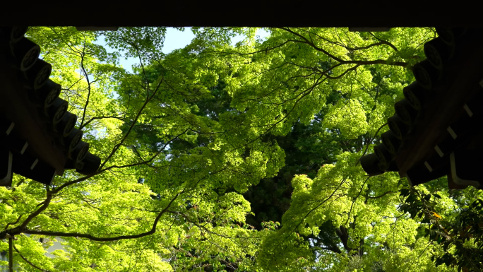 夏天清新绿叶树木清爽静谧自然空镜
