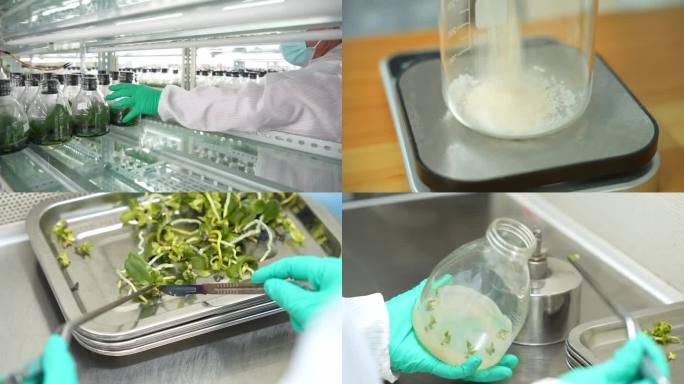 科研人员在实验室培育兰花幼苗