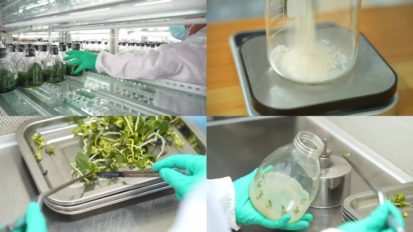 科研人员在实验室培育兰花幼苗
