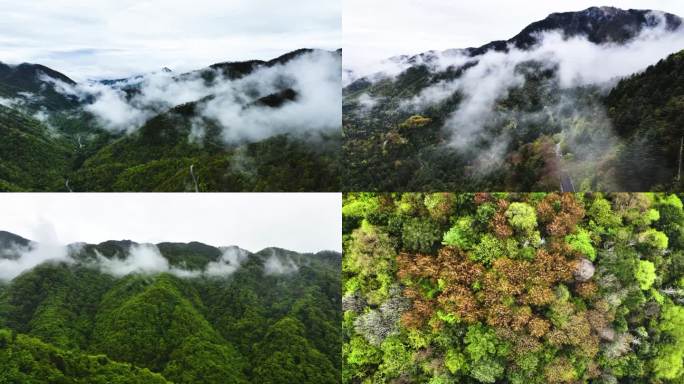 森林云雾天然氧吧大自然山川空气清新山川