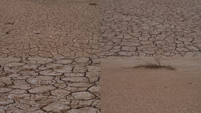 地裂 枯枝 根系 干旱 缺水 盐碱地 沙