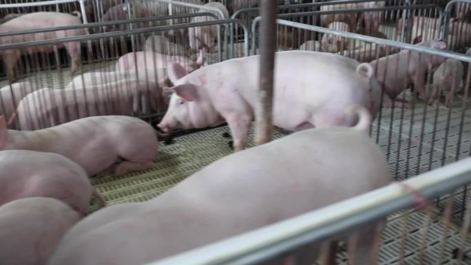 标准化养猪场全景