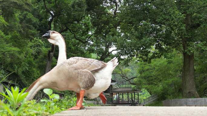 乡村大鹅  不离不弃情侣散步