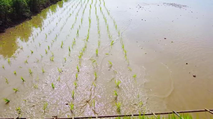 春天春耕自然生机雨水稻田