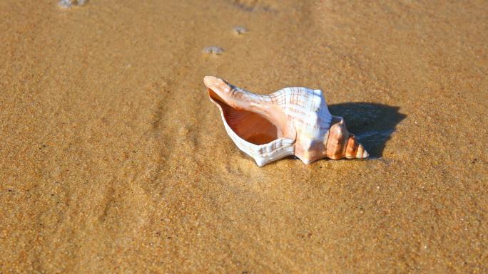 海边旅行时在海滩上捡贝壳和海螺漂流瓶