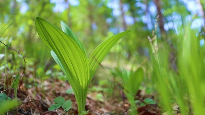 东北大山里的蒲公英野菜婆婆丁