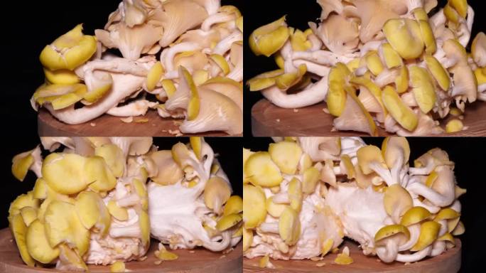 杏菌蘑菇食用菌鸡蛋黄菌. (1)