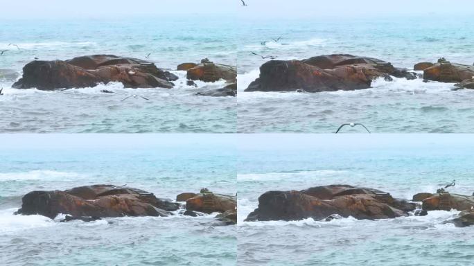 青岛 雕塑园 大海 海鸥飞翔 4K素材