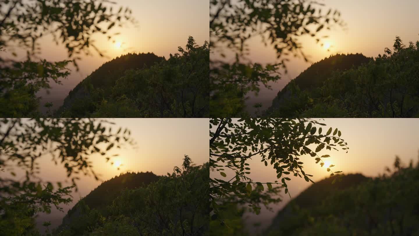【4K电影机拍摄】夕阳下山坡上树影摇曳