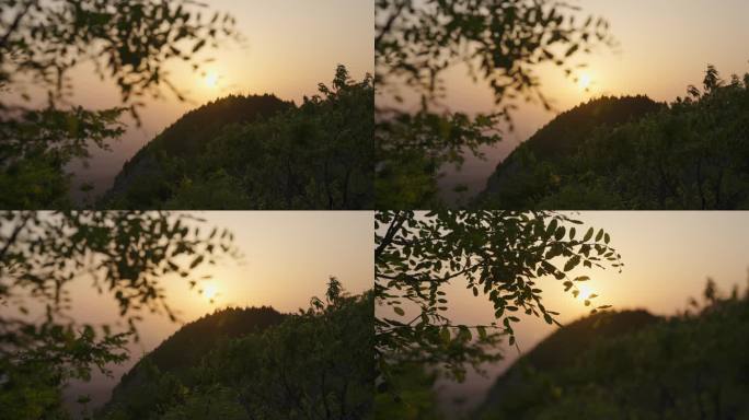 【4K电影机拍摄】夕阳下山坡上树影摇曳
