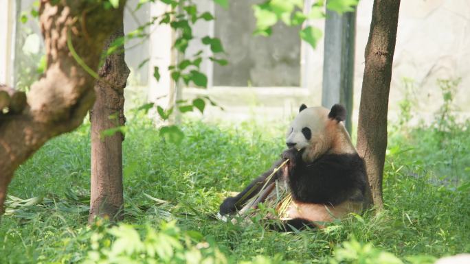进食的大熊猫