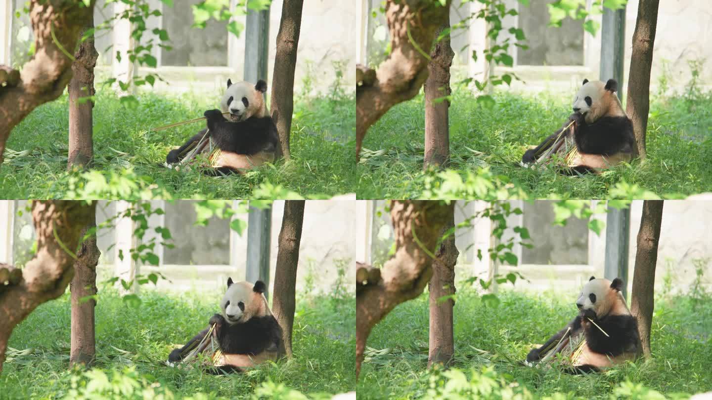 进食的大熊猫