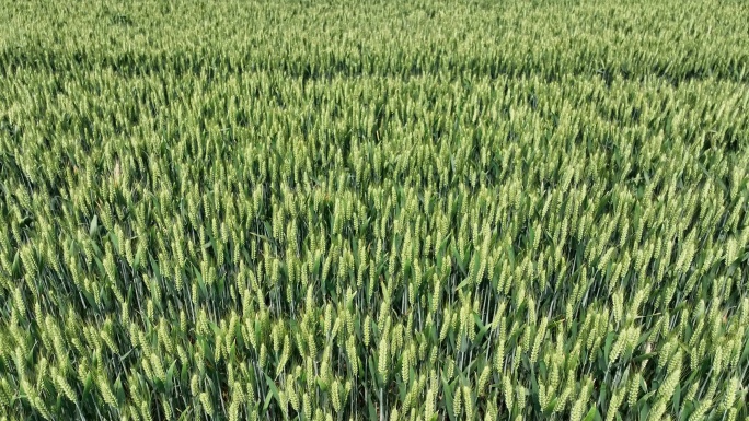 未成熟的小麦素材