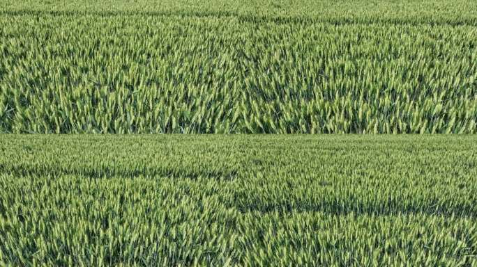 未成熟的小麦素材