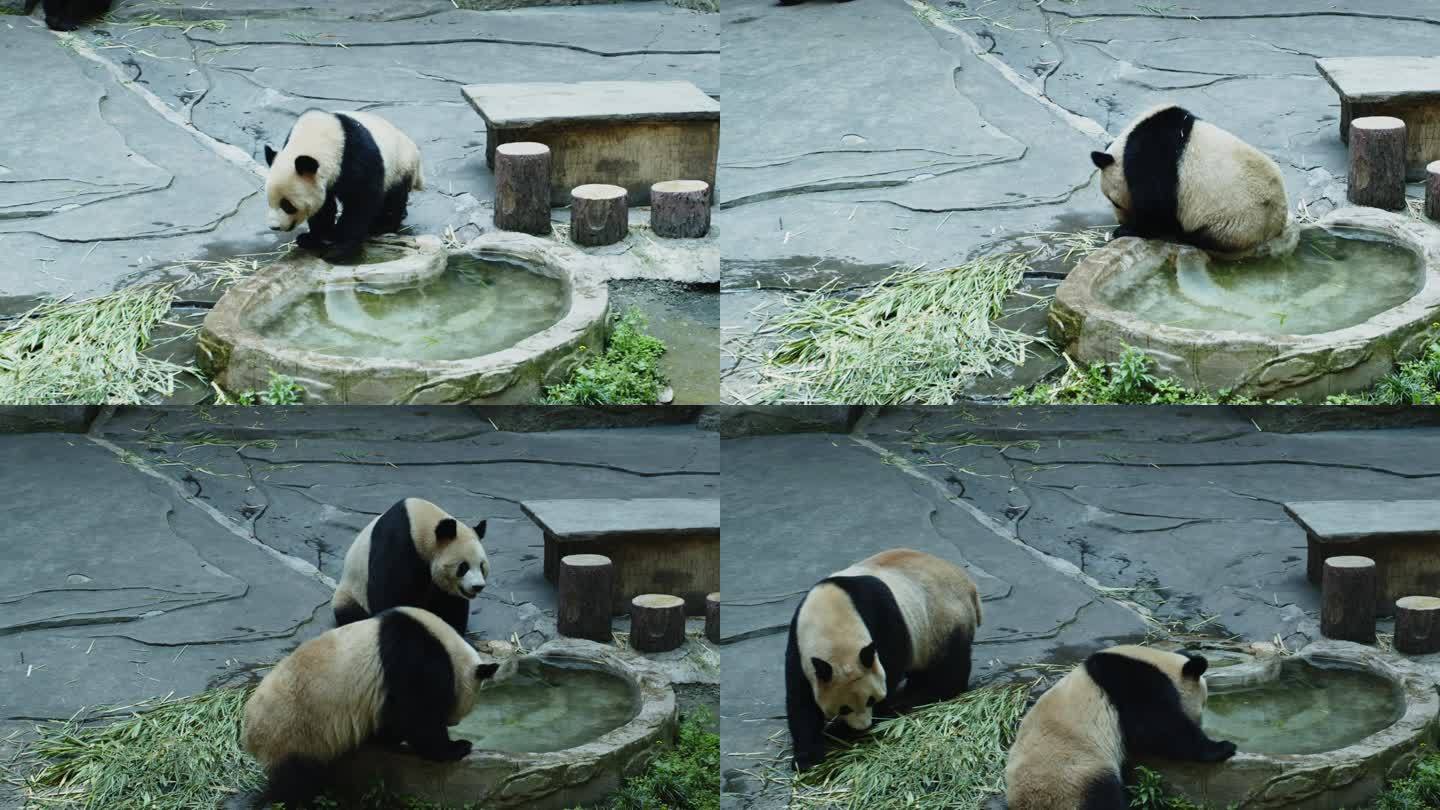 饲养大熊猫