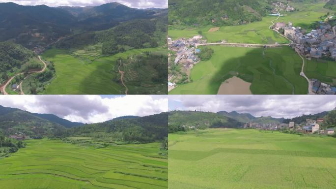航拍绿色稻田村庄