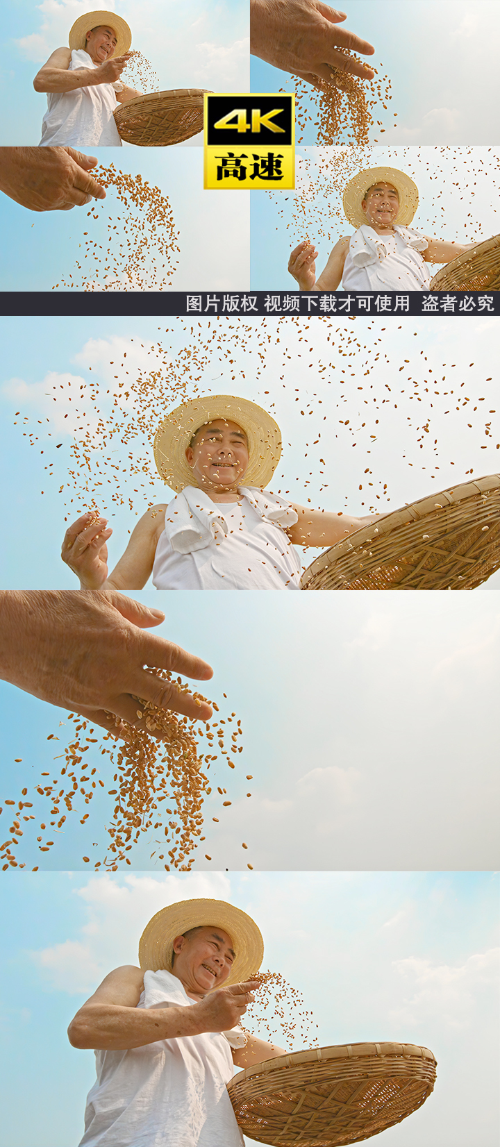 小麦麦田播撒种子粮食农民播种丰收麦子撒种