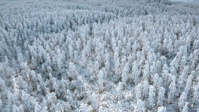 林海雪原 瓦屋山 航拍